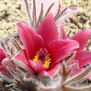 동강할미꽃 색상랜덤 2포트 모종 다년생 노지월동 조경 야생화 봄꽃 C02