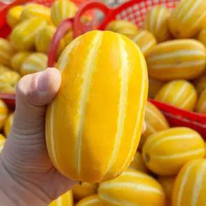 국내산 달달 아삭한 성주 꿀참외 혼합 (랜덤) 5kg / 제철 과일 간식