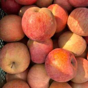 사과 산지직송연구소 농가돕기 청송 꿀 가정용 부사사과 4kg내외 21-25과