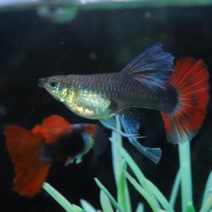 [행운수족관], 하프블랙 로즈 하프문 리본[한쌍] 구피