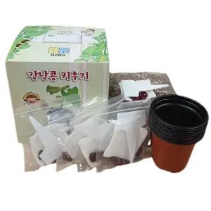 국산 강낭콩 키우기 기르기 식물 관찰 (5인 1세트) 과학 실험 키트 교구 도구 만들기