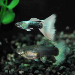 [춘자네수족관], 하프블랙화이트 유어 [10마리] 구피