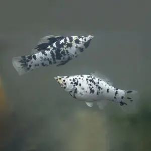 열대어 달마시안 몰리 1마리