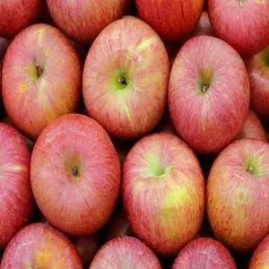 경북 부사 사과 못난이 2kg 중대과 7-8과 내외) 가정용 산지직송 실속형 흠집 꿀사과 TOK