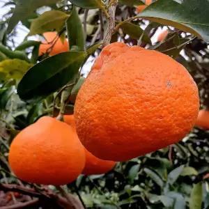 먹는순간 제주! 못난이 가정용 천혜향 5kg