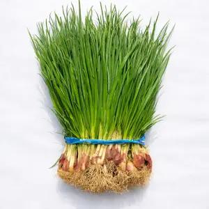 국내산 쪽파 흙쪽파 1단(약 1kg)