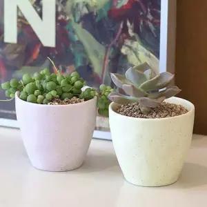 키우기쉬운 플랜테리어 파스텔 도자기 다육식물 키트
