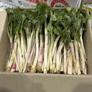 청해농산 땅두릅 봄나물 두릅 2kg내외