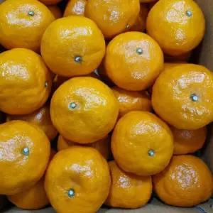 제주 산지직송 카라향 정품 중소과 10kg(53 90과)