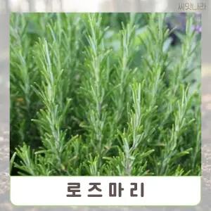 로즈마리씨앗 허브 향기식물 15립