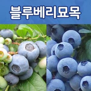 [태영]우수한 품종 블루베리묘목/M7,레카,블루칩,에메랄드,듀크등 대과종판매중