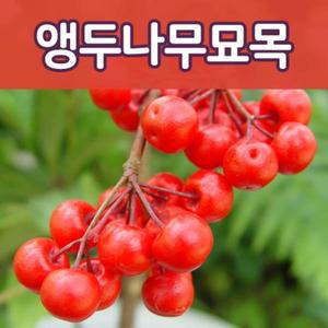 [태영]앵두나무 특묘목  유실수 과실수 접목 1~2년생