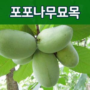 [태영원예묘목]포포나무묘목/유실수.과실수.실생묘