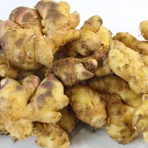 [롯데백화점]친환경팔도 [팔도농장] 서산 태안 햇 생강 특상품 1kg