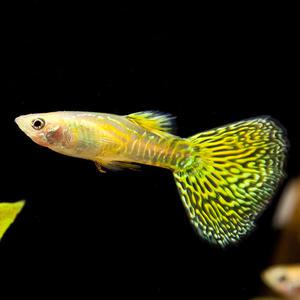 [고정구피] 옐로우 코브라 구피 1쌍