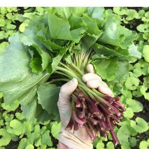 당일수확 논산 머위나물 2kg 쌈용 머위순