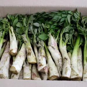 땅두릅(특)2kg 1박스/국내산/ 자연대로팜웨이