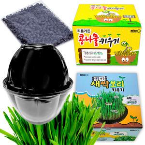 콩나물키우기 세트 재배기 관찰학습 식물체험 국내산