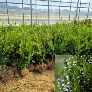 회양목 (키30cm) 5주묶음 울타리 아파트조경 키작은나무 정원꾸미기 가성비묘목