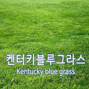 양잔디 씨앗 켄터키블루그라스 1kg 일반용 켄터키블루그래스 잔디씨