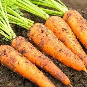 싱싱한 제주 구좌 햇 흙당근 3kg(상특과)