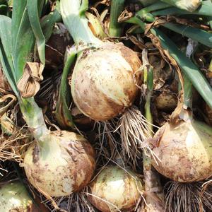 단단한 햇양파 자색양파 3kg 5kg 10kg