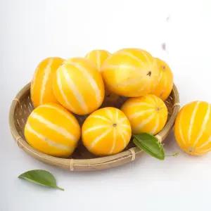 당일수확 성주 고당도 꿀 참외 2kg외 택1 가정용 실속형 소과 꼬마 중과