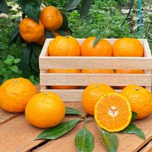 제주 제철 고당도 카라향 감귤 가정용 3kg 5kg