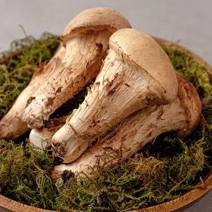 [현무암버섯] 철원 참송이 버섯 1kg 못난이