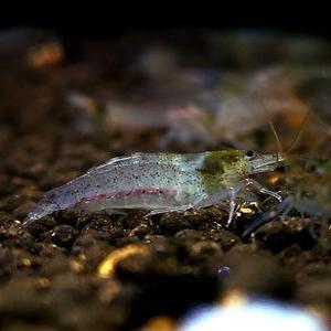 애완 야마토새우 10마리 이끼청소 관상용 새우