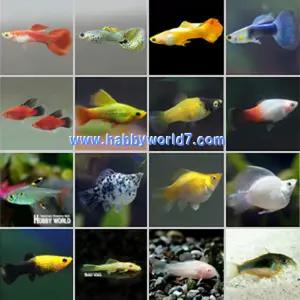 키우기 쉽고 건강한 인기 열대어 모음 구피 몰리 테트라 코리 비파 등