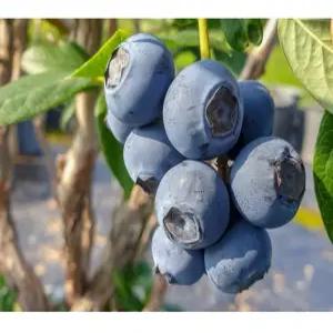 향수묘목농원 추위에 강한 블루베리 듀크 2년생 화분묘