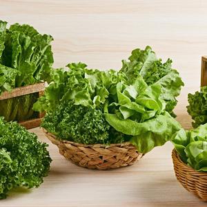 신선함과 가성비의 끝! 무농약 유러피안 모듬 샐러드 채소 600g, 1kg