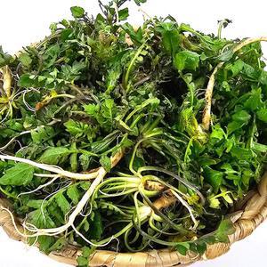 해남 손질 세척 냉이