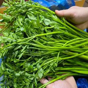 통째로팜 봄 제철 향기 가득한 국내산 미나리 4kg 박스