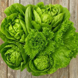 늘해랑 GAP 유러피안 샐러드