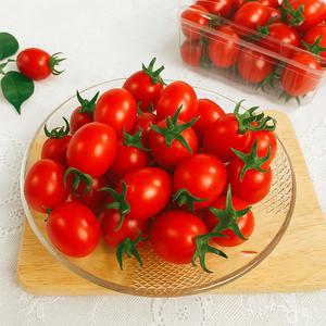 늘해랑 대추방울 토마토