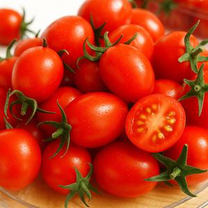 스테비아 방울토마토