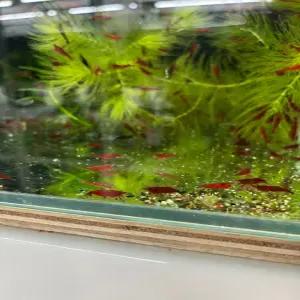 [NEW 새우입고_달이네 수족관] 블러드 메리 새우