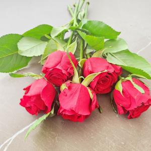 [꽃같은하루] 빨간장미 꽃다발 생화 장미꽃 생화택배 기념일 축하 선물