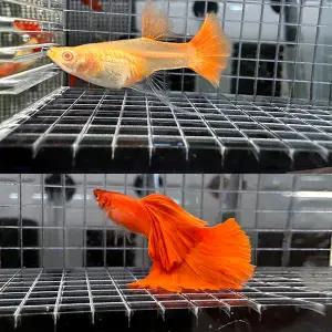 [달이네 수족관] 알비노 풀레드 빅도살 리본 구피