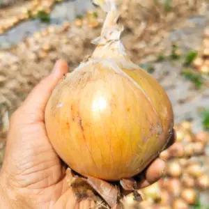 국내산 황토품은 무안 양파  5kg(중/대혼합)