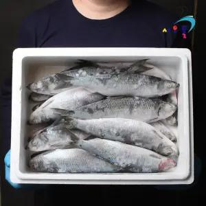 -60도 횟감 청어 4kg내외(14-18미) 냉동