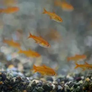 [주니멀열대어]엠버[소형어]앰버테트라 10마리세트관상어