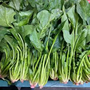 산지 직 송 연구소 국내산 남해 농가돕기 노마진 영양풍부 노지시금치 실속 시금치 2kg