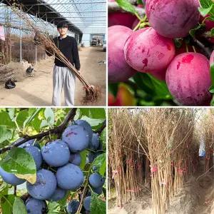 자두나무 묘목 2년생 (접목1년생) 호무샤 바이오체리 이쿠미 로얄대석 알프스왕자 피자두 추희 유실수 과실수 재배 수확