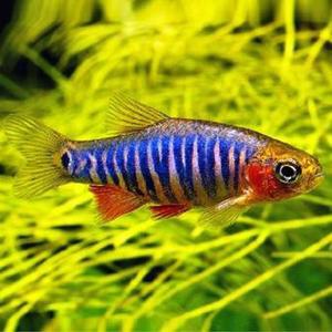 [춘자네수족관]열대어, 라스보라 에메랄드 드워프[5마리]