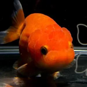 [주니멀열대어]홍백난주 [ Gold Fish ] 6~8cm내외 [랜덤발송]관상어