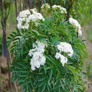 [나무생각]착한가격 나무생각 / 마가목나무 / 5년생 / 개화주