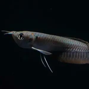 [주니멀열대어]실버아로와나 10cm내외관상어